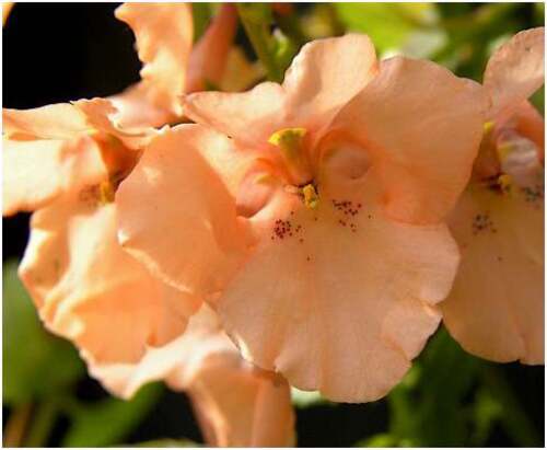 Fleurs cultivées : Diascia