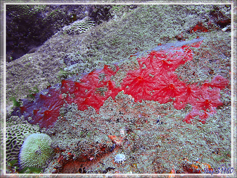Éponge encroûtante rouge veinée blanc , Red encrusting sponge (Monanchora unguiculata) - Spot Antsoha (Rocher 4ème Frère) - Tsarabanjina - Mitsio - Madagascar