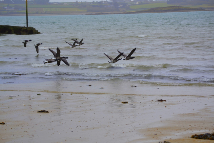  Nos oiseaux marins  