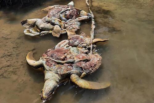 Des tortues marines retrouvées dépecées en Malaisie