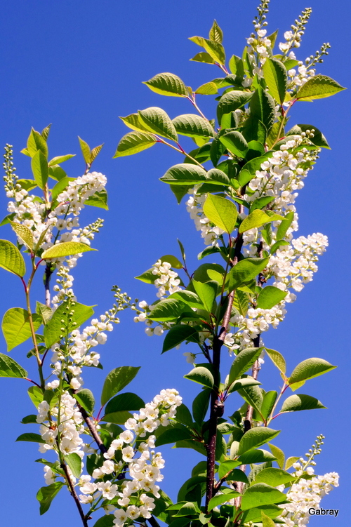Fleurs blanches : prunus padus