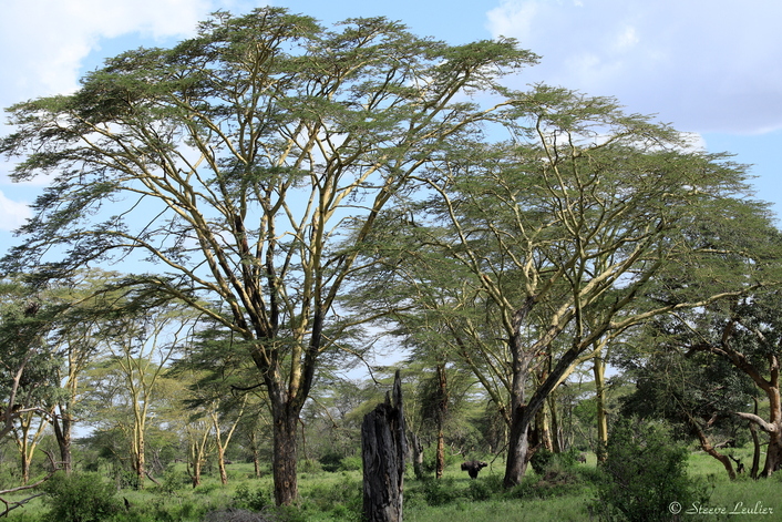 Parc national du Sérengeti