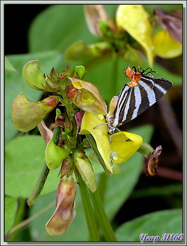 papillon - Isla Bastimentos - Bocas del Toro - Panama