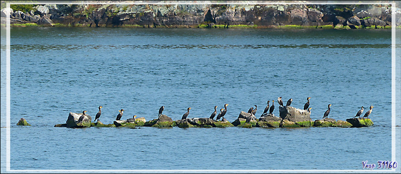 La balade se termine avec le retour à Gananoque après avoir navigué au milieu des Thousand Islands (Les Mille-Îles) et d'avoir observé des centaines de cormorans à aigrettes - Ontario - Canada