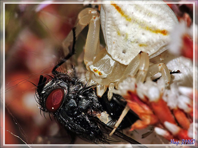 Araignée crabe Thomise enflée (Thomisus onustus) - Originaire de La Couarde - Île de Ré - 17