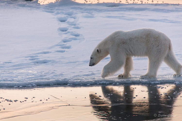 Photo Bear #2... nouvelle tentative