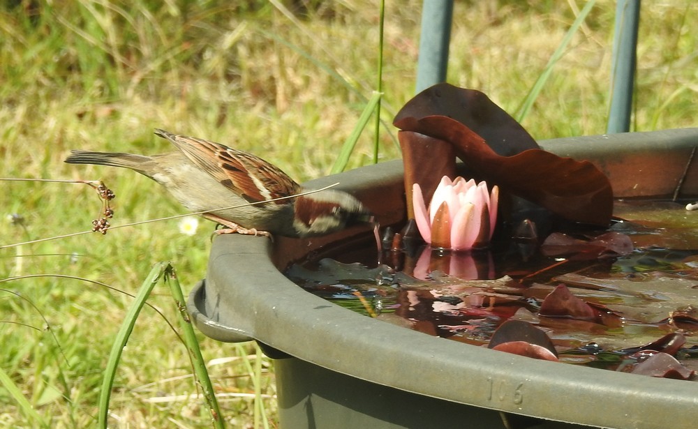 Premières fleurs 2019 dans mon bassin aux nénuphars...