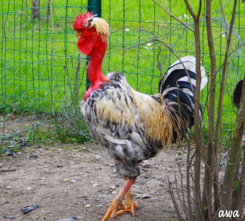  Le Punk de ma voisine....