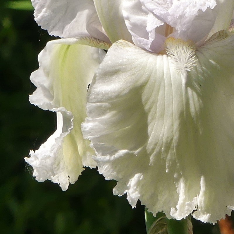 L'iris Laced Cotton...