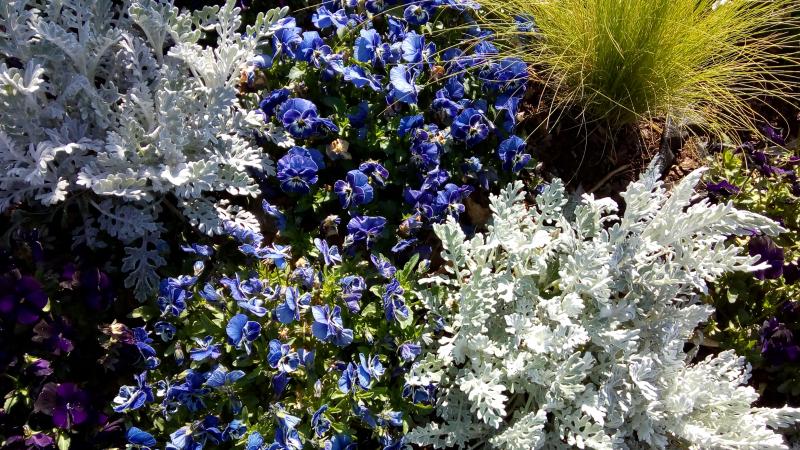 un lundi en couleur (Bleue-Blanc)