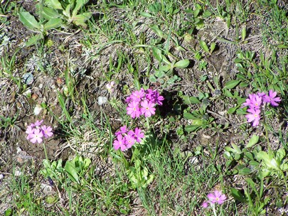 fleurs de montagne