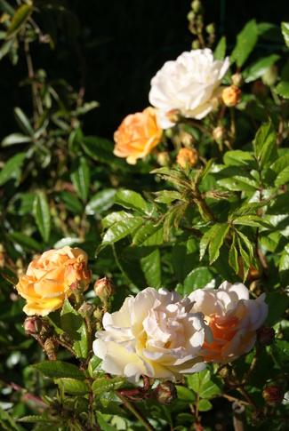 rosier ' Ghislaine de Féligonde '