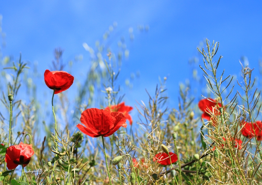 Gentil coquelicot , Masdames,