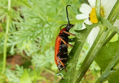 Insecta - Coléoptère - Cerambycidae - Stictoleptura rubra - la Lepture rouge