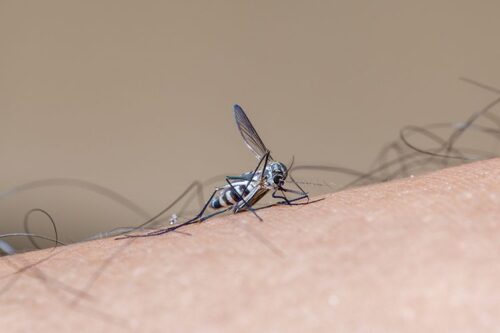 Artemisia annua : un traitement naturel contre le paludisme !