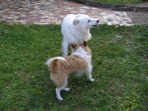 Titi et Grosminet côté chiens