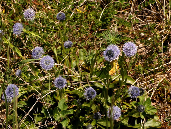 Globulaire ponctuée