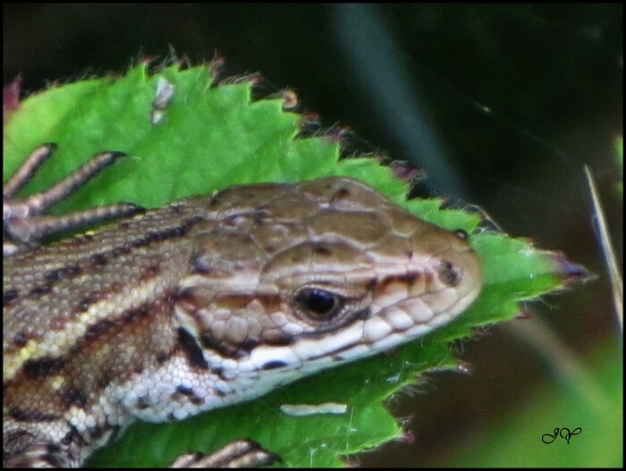 Lézard vivipare.