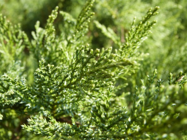 juniperus repens