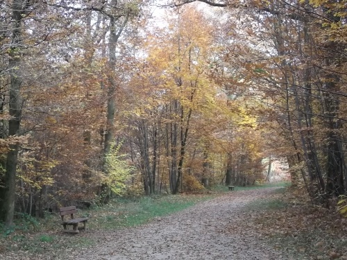 les bois en Automne "novembre 2012"