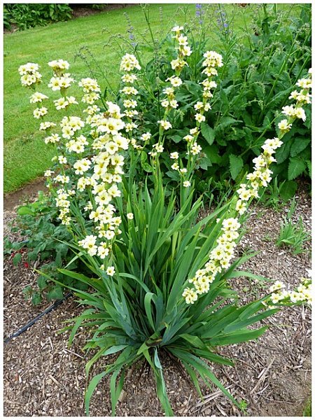 fleurs jaunes