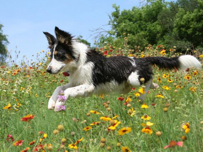 Animaux Domestiques