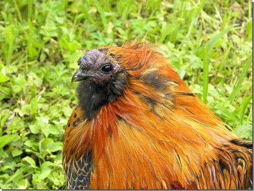 Un beau coq