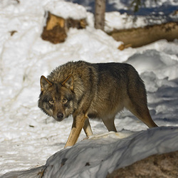 Le parc National Mercantour 