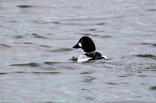 Garrot à Oeil d'Or (Common Goldeneye)