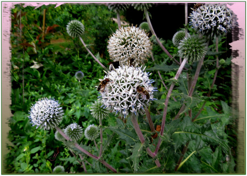 Echinops sphaerocephalus "Artic Glow"