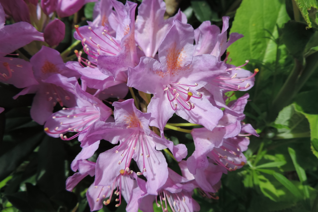 ma fleur de Rhododendrons