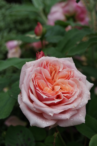 rosier generosa de Guillot : le rosé saumoné ' Paul Bocuse '