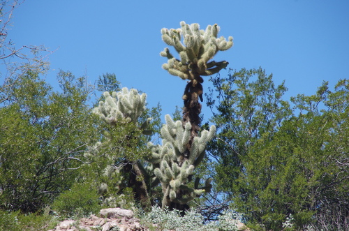 Jour 13 - Organ Pipe Cactus National Monument Arizona