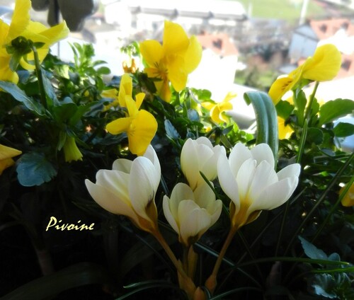 PROMENADE AU MILIEU DES CROCUS DE MON BALCON