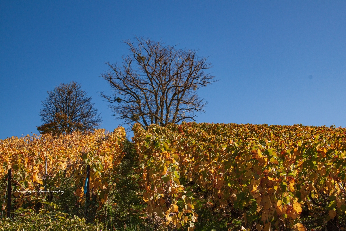 Octobre en champagne