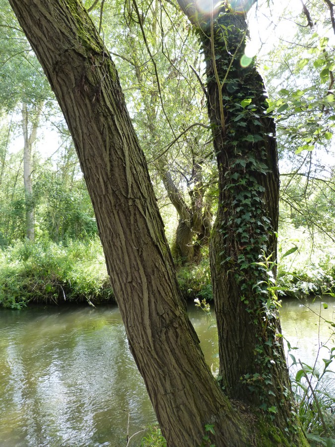 L'Etang Saint-Ladre (3)