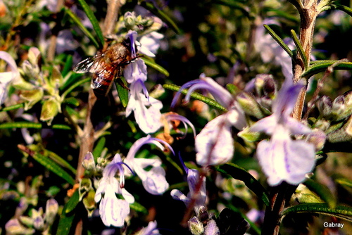 Le romarin et les abeilles