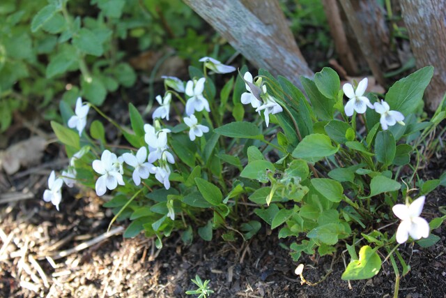 violettes sauvages