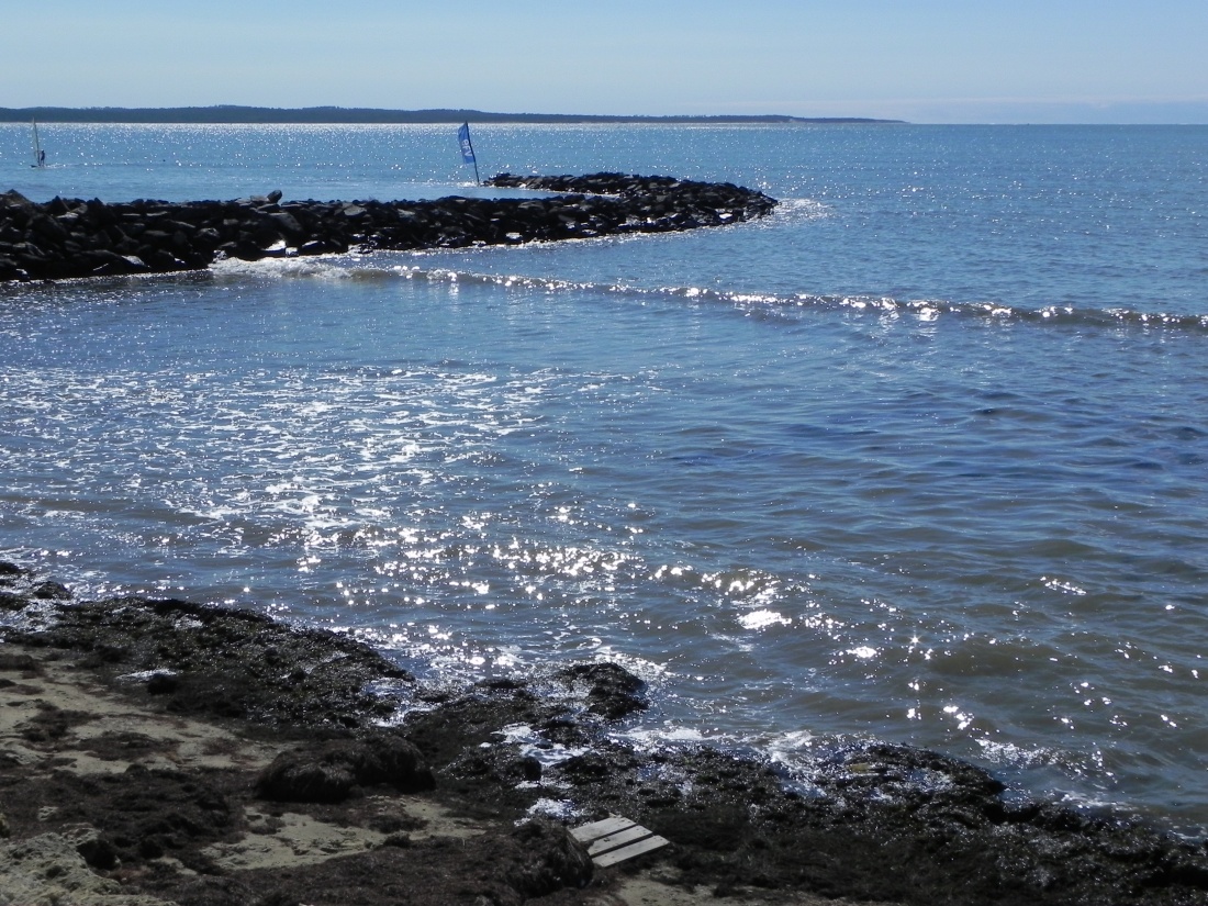 des oiseaux du bord de mer !