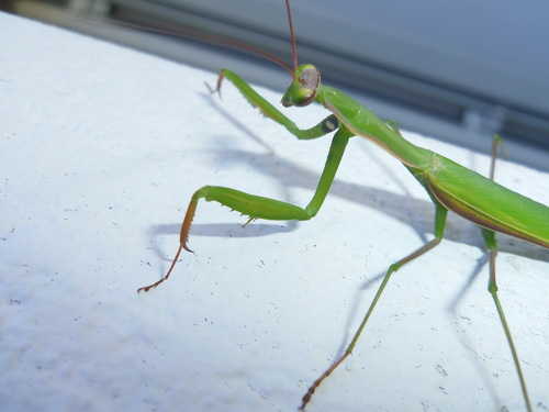 Vue dans mon jardin .