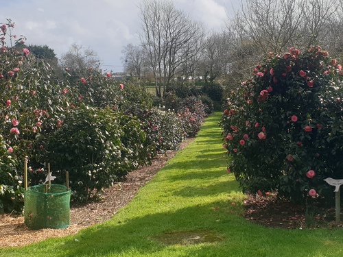 Visite d’un jardin de Camelias