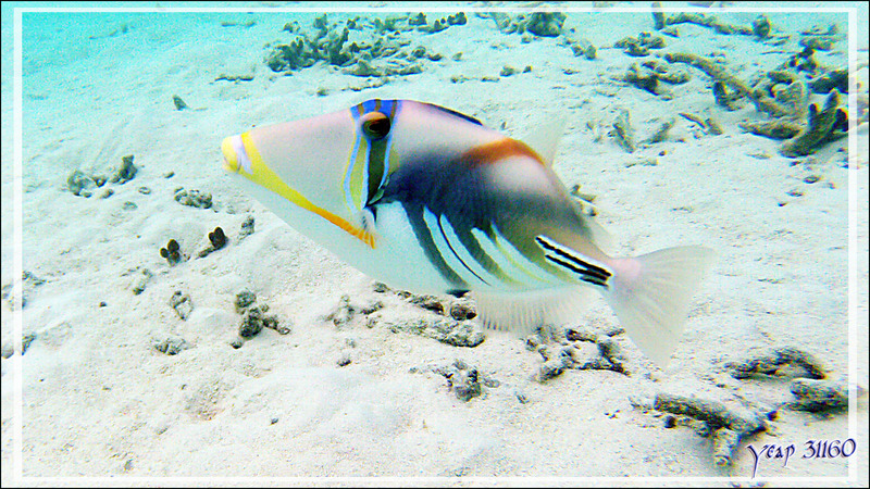 Baliste Picasso clair, Blackbar triggerfish (Rhinecanthus aculeatus) - Athuruga - Atoll d'Ari - Maldives