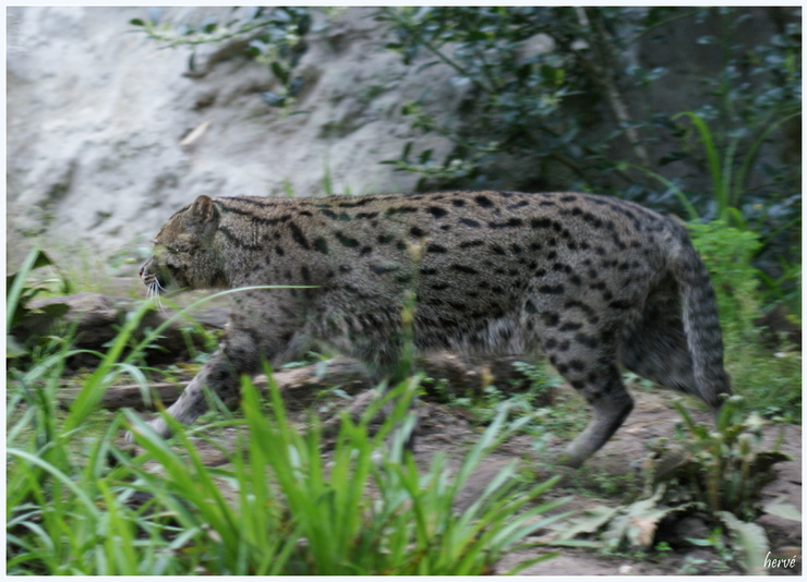 Chats et félins