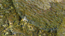Hypothèse: le vert n'est pas de la mousse mais les algues des lichens qui se développent seules
