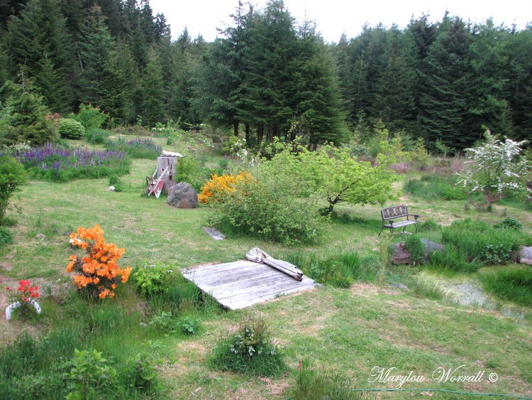 Nouvelles du Canada 179 : Lupins etc.