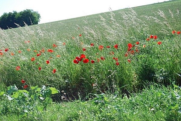 Coquelicots-en-bordure-de-route.jpg