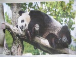 Neuvième exposé "Les pandas géants"
