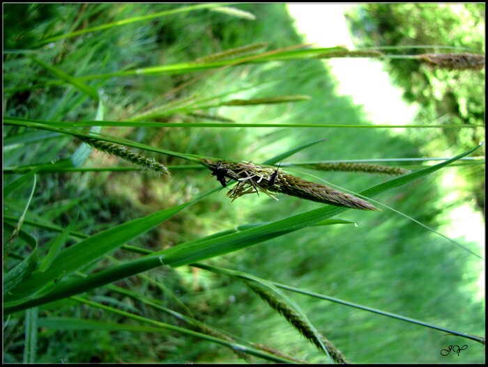 Carex laevigata.