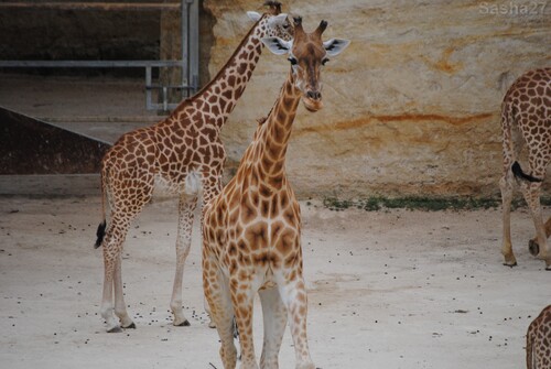 (7) La girafe d'Afrique Centrale.