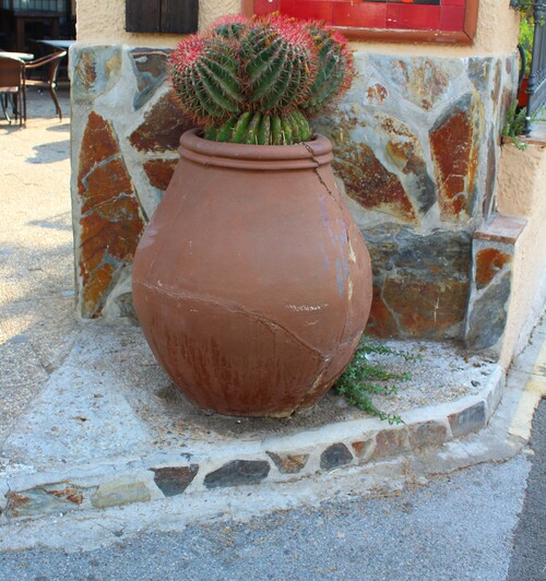 Cactus en Andalousie